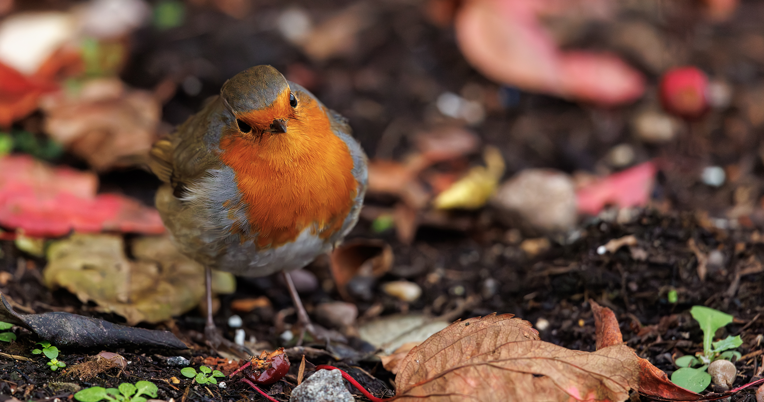 Erithacus rubecula looking quizzical